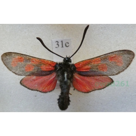 Zygaena filipendulae (Linnaeus, 1758) Kraśnik sześcioplamek Slovenia31c